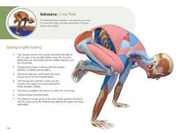 The Key Poses Of Yoga Scientific Keys Volume 2 Yoga Major Muscles The Agonist