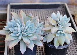 胴切りブルーバードの解体 種採取と種蒔きなど ガマンマの ニク サボ栽培 楽天ブログ
