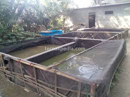 Perbandingan Antara Jumlah Ikan Lele Dengan Luas Kolam Ternakpedia