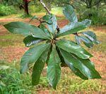 Image result for Terminalia sericea ×  trichopoda