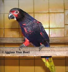 Black Birds You Can Have As Pets Rajah Black Lory Chalcopsitta Atra Insignis Australian Parrots Pet Birds Colorful Parrots