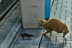 Fareden Korkan Kedi 169253 Uludag Sozluk Galeri