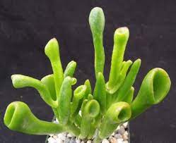 We did not find results for: Crassula Ovata Jade Et Fingers Or Shrek Plant Planet Desert