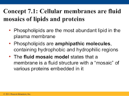 Historically lipids were thought to merely serve a structural role. Cell Membrane Structure And Function