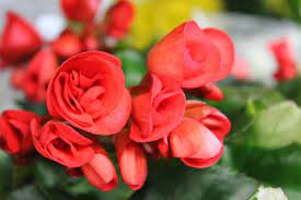 The categories include corn stoves, drip irrigation, pest control, hoop buildings, plants & flowers, and safe lawn. North American Wholesale Florists 715 S 7th Ave Sioux Falls Sd Florists Mapquest
