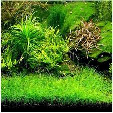 Image result for Eleocharis caduca