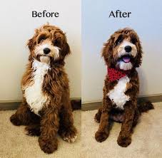 Still others may use both terms—puppy cut and teddy bear cut— interchangeably. 65 Incredible Before And After Dog Grooming Transformations Cockapoo Haircut Labradoodle Grooming Puppy Grooming
