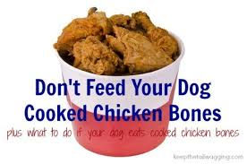 Don T Feed Your Dogs Cooked Chicken Bones Dog Ate Chicken Bones Raw Dog Food Recipes