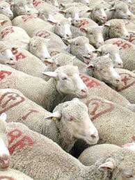Feeling Sheepish Transhumance Is May 20 Resim