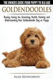 Poodle teddy bear cut teddy bears. Trained Mini Goldendoodle Off 54 Www Usushimd Com