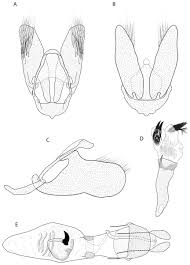 Image result for Entandrophragma delevoyi