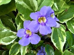 Image result for Thunbergia graminifolia