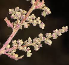 Image result for Dysphania procera