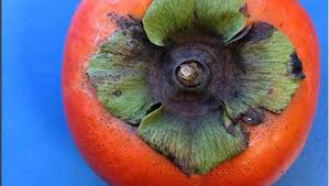 We take pride in processing your orders within 24 hours and offer simple and fast shipping to ensure that your plants arrive healthy and safe to your home. Fruit Trees In Home Landscape Take Extra Care
