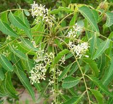 We did not find results for: Dari Jari Jari Halusku Dr Neem Produk Herba Dari Daun Semambu