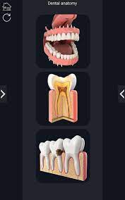 Dental lite application in google play store page or simply by using apk file. Dental Anatomy Pro For Android Apk Download