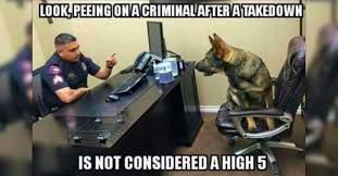 See more ideas about funny memes funny mems and hilarious memes. 8 Funny Working Dog Memes That Ll Make You Wag Your Tail We Are The Mighty
