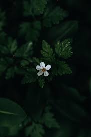 Beautiful Image By Xuan Nguyen Dark Green Wallpaper Wallpaper Backgrounds Amazing Hd Wallpapers