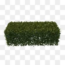 Hedge Png Hedgehog Cute Hedgehog Hedge Wall Hedge Plants Flowering Hedges Cleanpng Kisspng Discover 176 free hedge png images with transparent backgrounds. hedge png hedgehog cute hedgehog