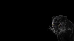 Maybe you would like to learn more about one of these? Panther Black Background Cool Animal Wallpaper Animals Wallpaper Better