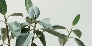 These 17 attractive indoor trees will add to your home's decor without harming your cat. 17 Best Indoor Trees And Tropical Plants To Grow In Your House Architectural Digest
