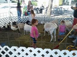 Combo packages offer the best value and range from a single pony to our 5 pony carousel with 16x16 petting zoo. A Child S Joy Bounce House Rentals And Water Slides For Parties In Phoenix Arizona Pony Rides Petting Zoo Carnival Rides Entertainers Party Rentals For Company Picnics School Carnivals