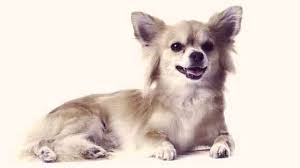 Long haired chihuahua hair cuts: How To Groom A Long Haired Chihuahua Petcarerx