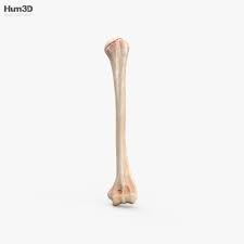 Models are ready for render. Humerus 3d Model Anatomy On Hum3d