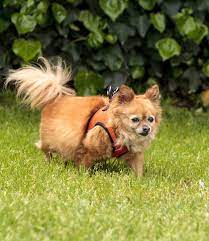 Although sometimes viewed as hyperactive, pomeranians have a moderate activity level and don't need that. Pomchi A Guide To The Pomeranian Chihuahua Mix