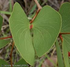 Image result for Colophospermum