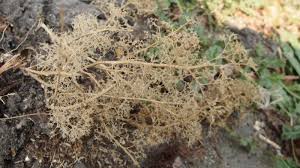 Image result for Xyris aristata