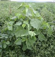 You can dig these up to remove them but make sure you remove all the root or they will grow back. Weed Of The Month Velvetleaf Integrated Crop And Pest Management News Article Integrated Pest Management University Of Missouri