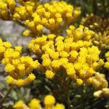 Image result for Helichrysum candolleanum