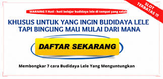 Penyakit kuning pada lele umum ditemui oleh para peternak lele, sehingga peternak lele haruslah memiliki pengetahuan yang cukup baik mengenai gejala, penyebab penyakit kuning atau jaundice memiliki penyebab, yaitu terjadinya malnutrisi atau kesalahan dalam memberikan pakan kepada lele. Penyakit Lele Kuning Dan Cara Mengobatinya Sangkutifarm Com