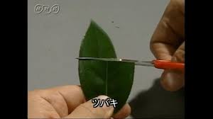 ツバキの葉の断面を見る 中学 Nhk For School