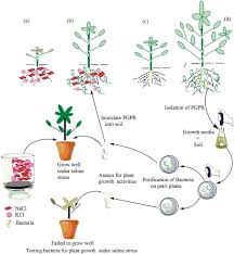 Plant cell uses for growth and activities. Plant Growth Promoting Bacteria As An Alternative Strategy For Salt Tolerance In Plants A Review Sciencedirect
