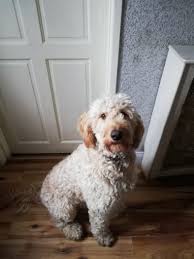 Our puppies are raised in our home. Irishdoodle Free To Good Home Dogs For Adoption In Clondalkin Dublin From Socks82