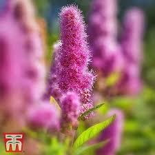 Image result for Spiraea billardii