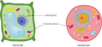 Respiration And Photosynthesis Good Science