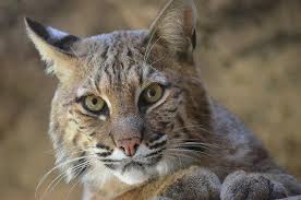 Bobcats Have Short Ear Tufts And Can Look Like A House Cat Wild Cats Cat House Bobcat