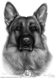 Black And White German Shepherd Painting The German Shepherd Dog Portraits German Shepherd Dogs Dog Art