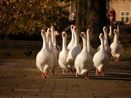 Birds Of The Same Feather Flock Together Essay A Gaggle Of Geese Goose Animals Beautiful Birds