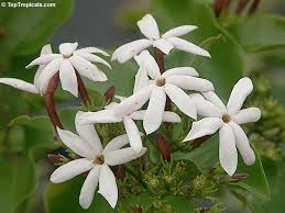 Image result for Jasminum dichotomum