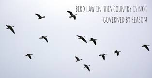 Charlie Always Sunny Bird Law If Charlie Kelly Quotes From It S Always Sunny Were Motivational Posters Charlie Kelly Charlie Kelly Quotes It S Always Sunny