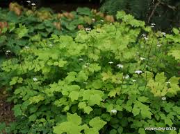 Image result for Blyxa hexandra