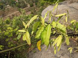 Image result for Ventilago