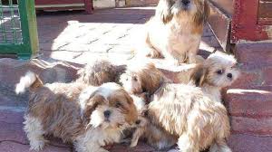 Adopter un chien à la spa est donc l'occasion de trouver un animal aimant, tout en faisant une bonne action. Larmor Plage 24 Chiots Et Chiens Sauves D Un Elevage A Adopter Lorient Maville Com