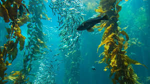 Surf reports, surf forecasts, web cams and surfing photos for spots around the globe. Is Seaweed The Next Superfood