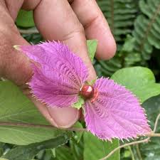 Image result for Dalechampia