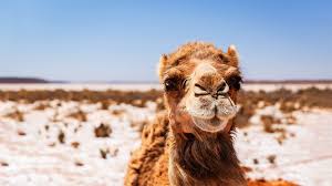 This is a young camel dromedary having a fun little goof run. Judas Collar By Alison James Drama Directors Notes